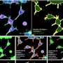 AI helps find hidden human proteins and reveals what they do