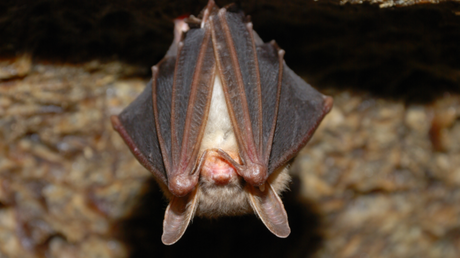 San Diego sees record-high number of rabid bats