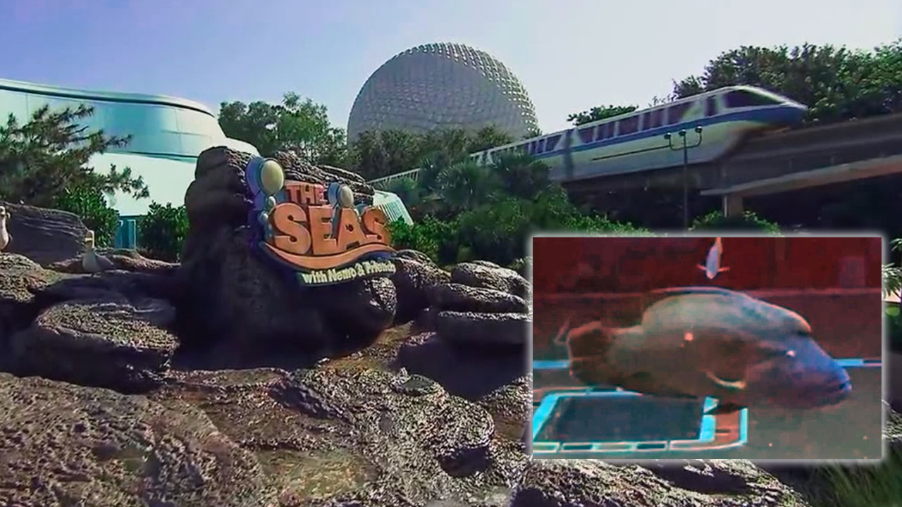 EPCOT welcomes new fish species to The Seas with Nemo & Friends