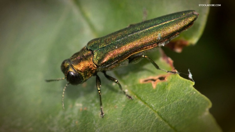 Washington’s ash trees are living on borrowed time as invasive beetle arrives