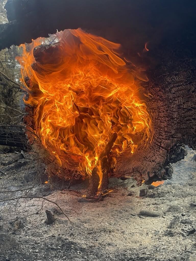 Firefighter dies while fighting wildfire