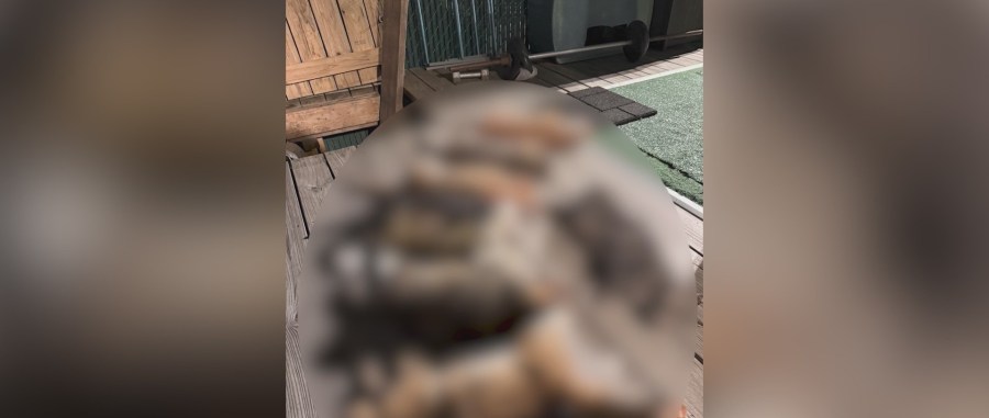 Multiple cats found dead in Brooklyn neighborhood
