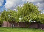 Can we force council to trim back willow trees overhanging in our garden even though they claim they have a 'lack of funds' to do the work?