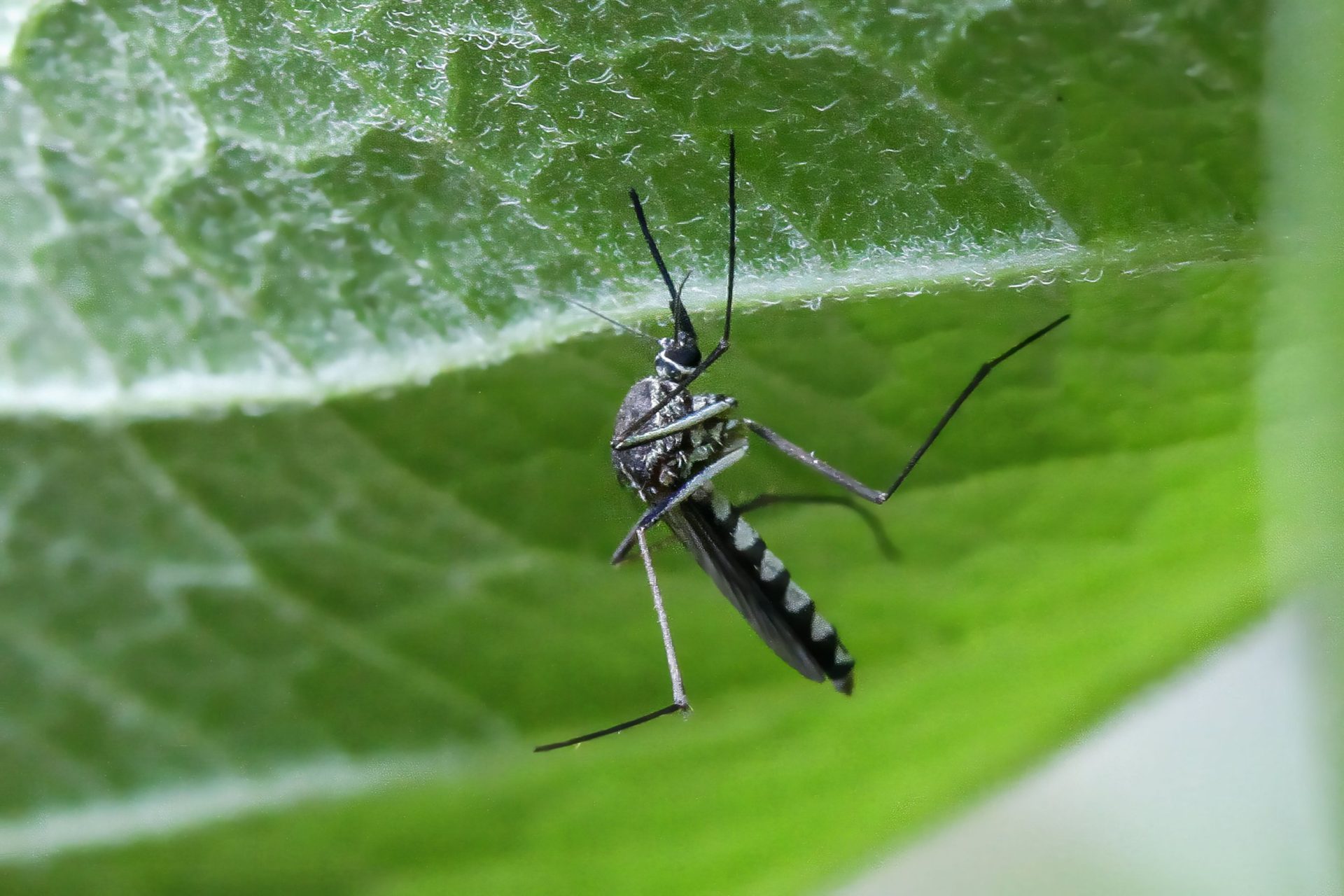 You’re not imagining it, there are more mosquitoes in the UK this year
