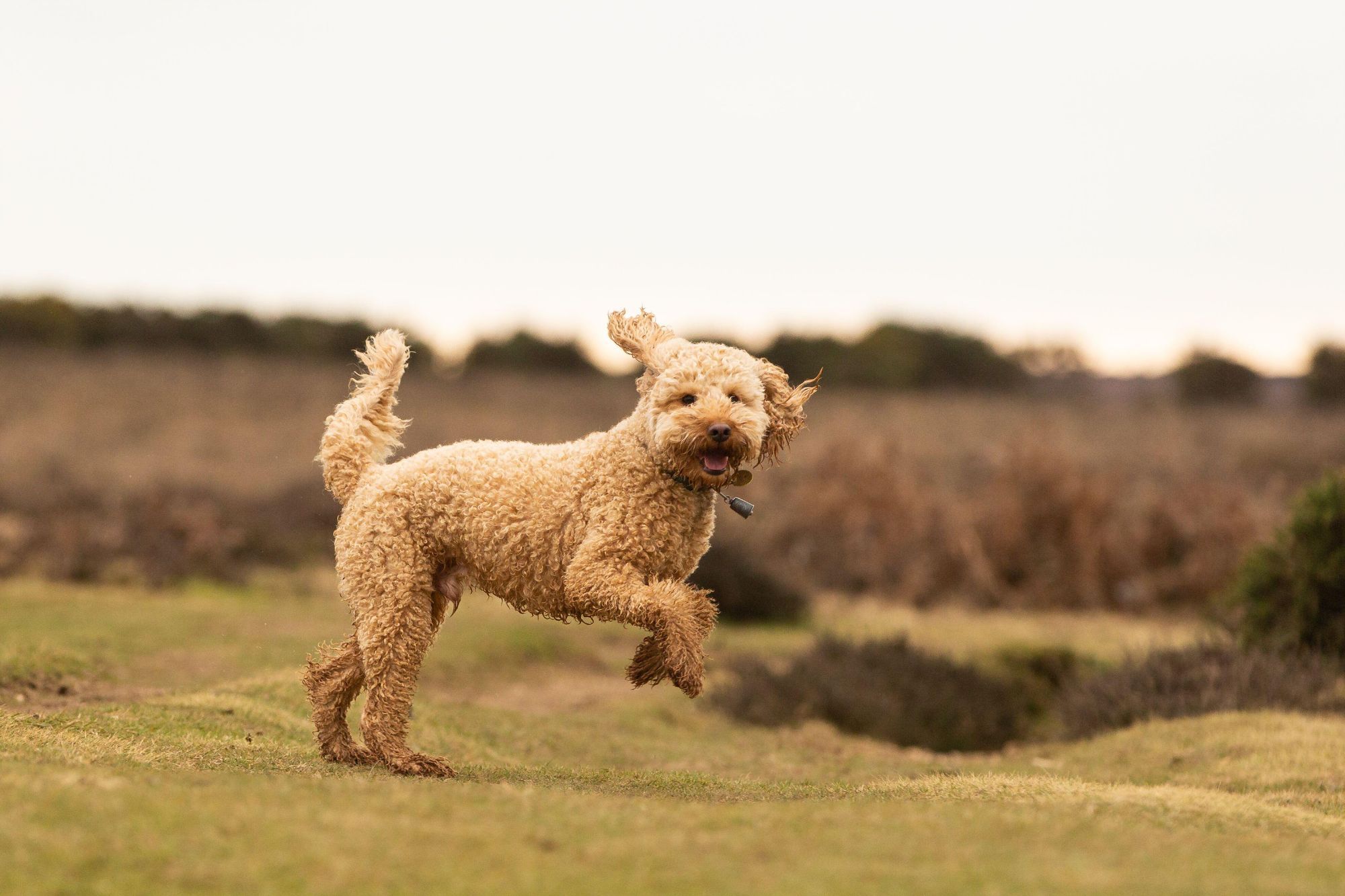 Could your dog have ADHD? 12 early signs to look out for including unusual bathroom habit