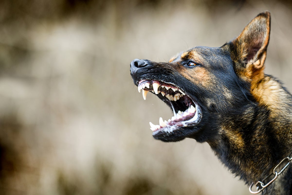US claims for dog bites hit nearly $2 billion a year. What victims and pet owners need to know