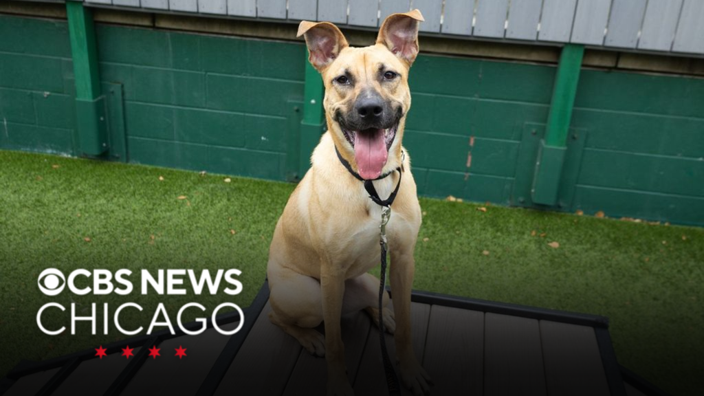 Meet Crimson, PAWS Chicago's Pet of the Week