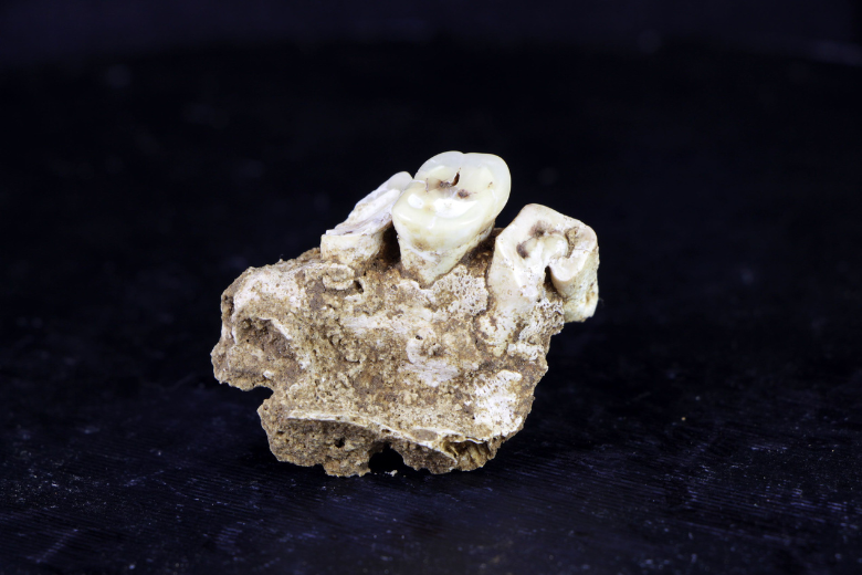 Earliest known drug use may have trapped prehistoric foragers in a ‘vicious cycle’