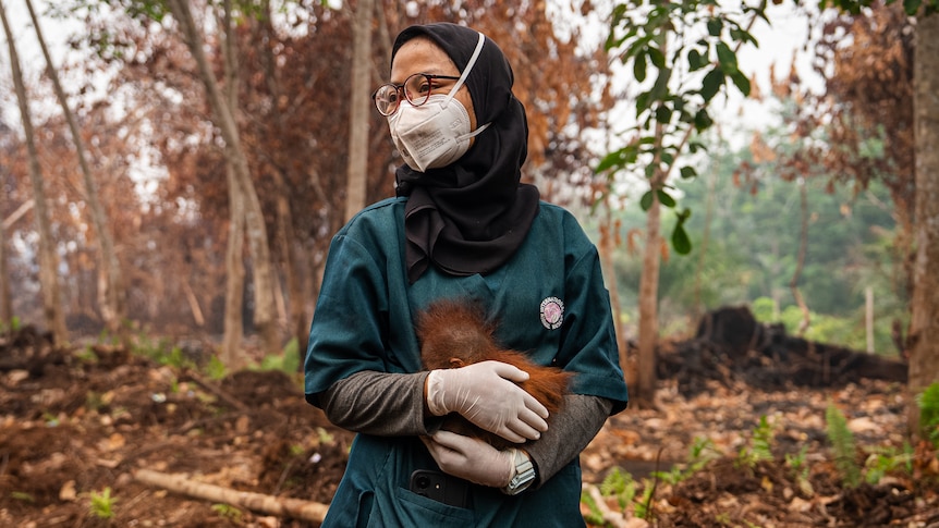 Inside the mission to save critically endangered orangutans from fire