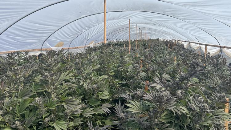 OR authorities seize $20M in marijuana plants from black market farms