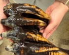 Fossilized 10,000-year-old mastodon tooth found by California scientist