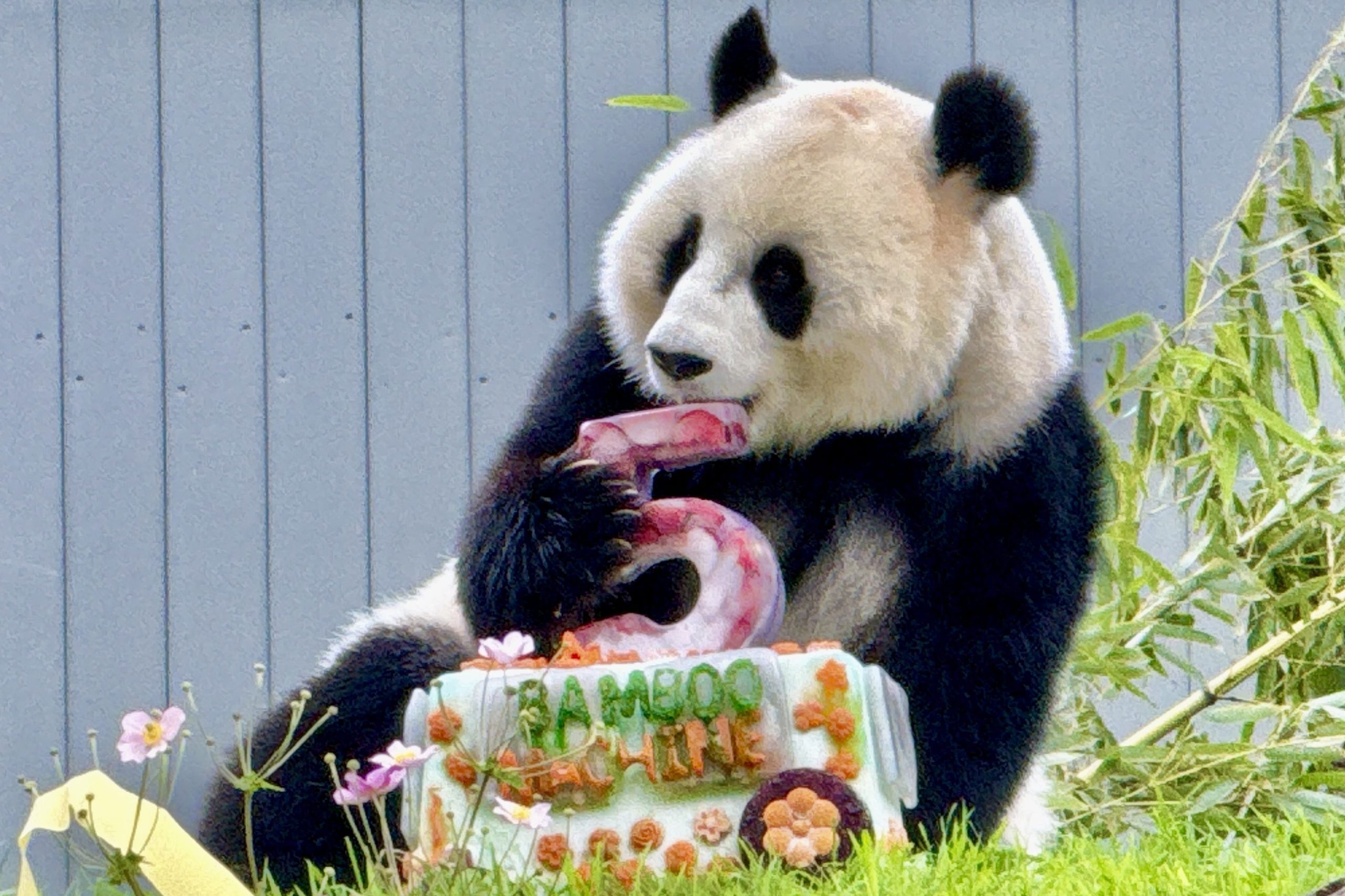 Panda party: Qing Bao celebrates 5th birthday at National Zoo