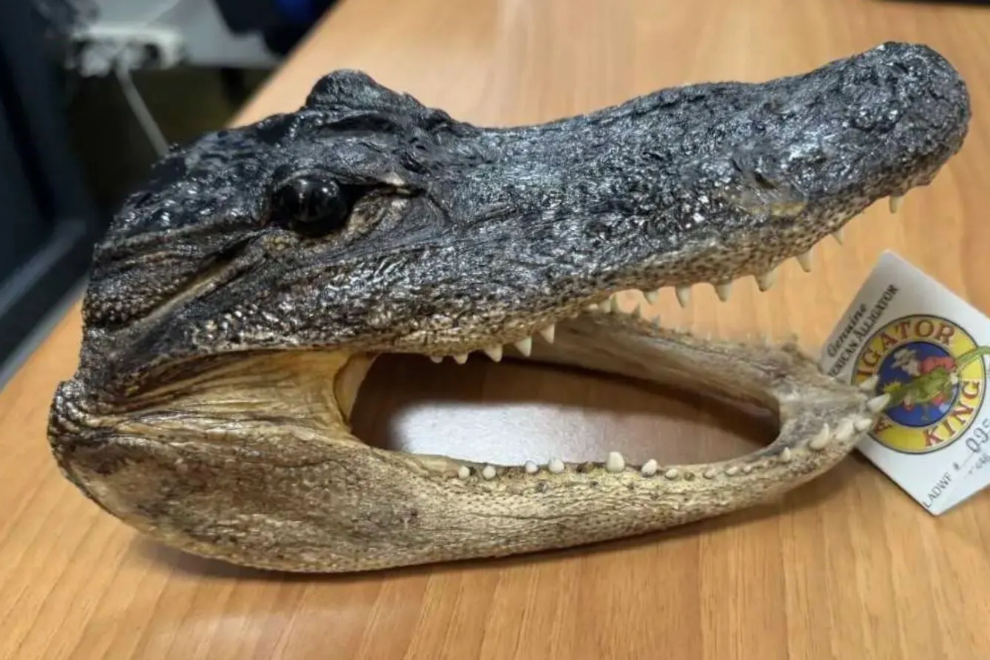 Customs officers left shocked as crocodile head discovered in suitcase