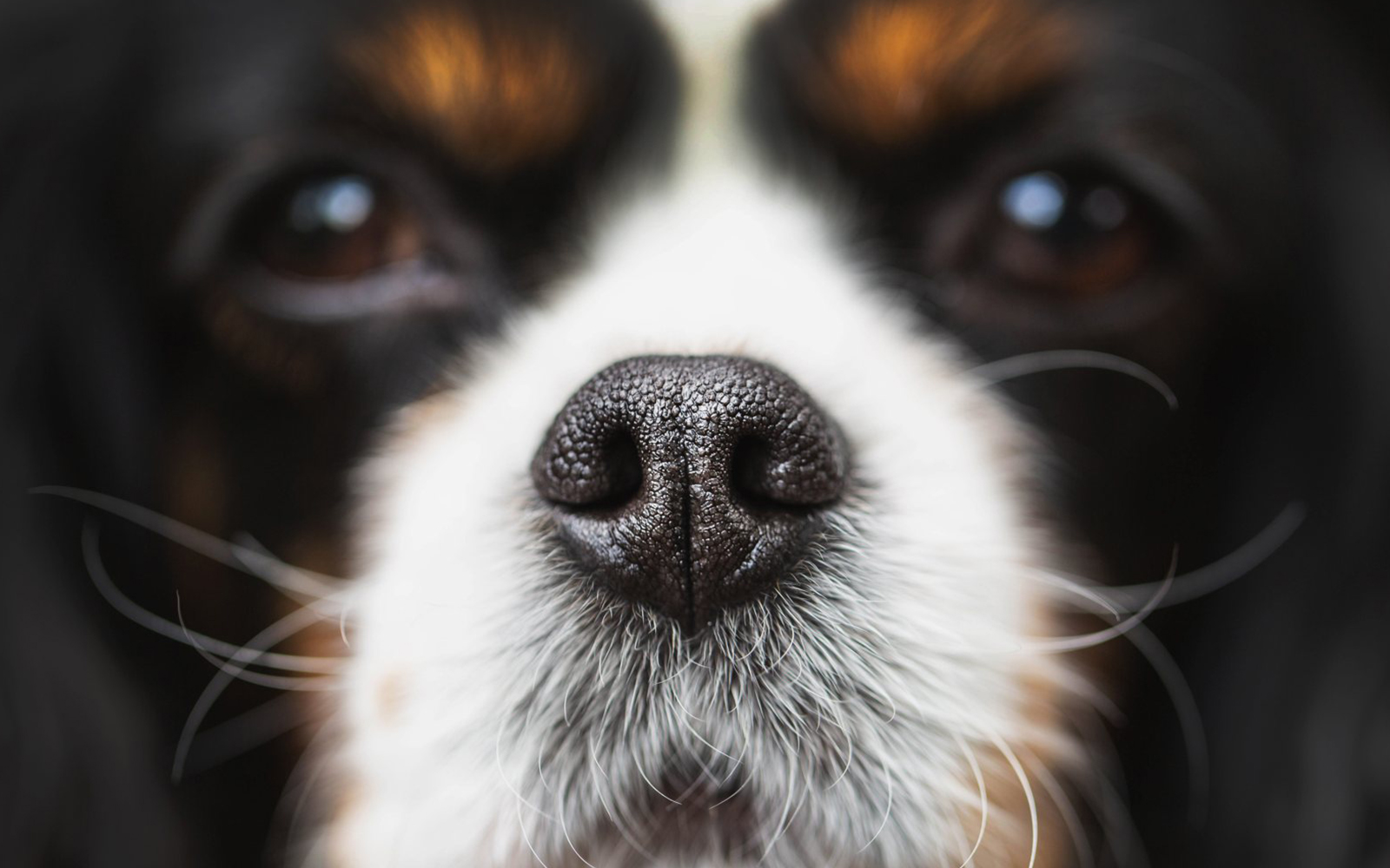 Meet the dogs helping scientists sniff out cancer