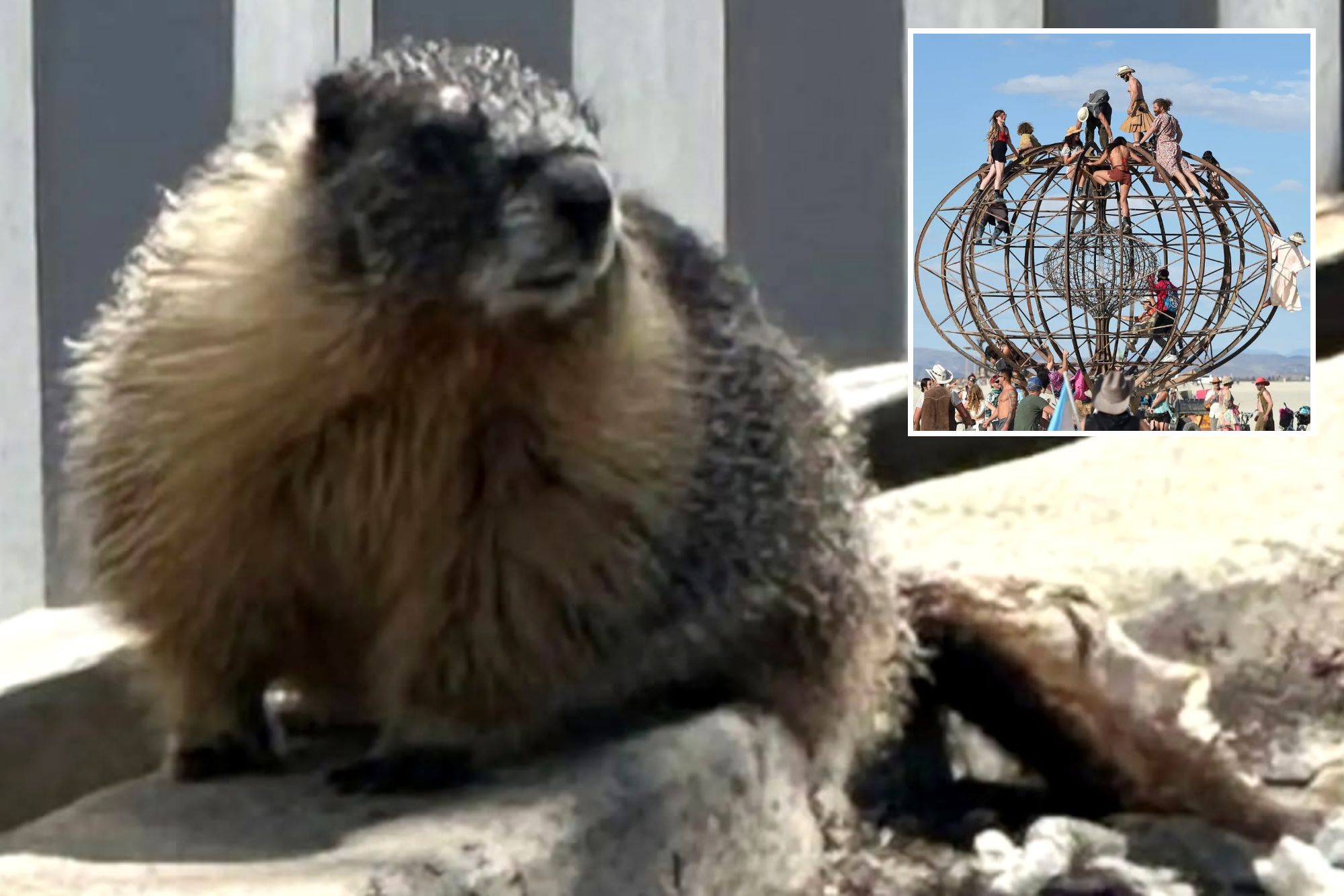 Mountain-dwelling marmots mysteriously appear in bustling Bay Area