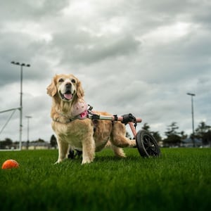 Paralysed golden retriever saved by Auckland owner with big heart