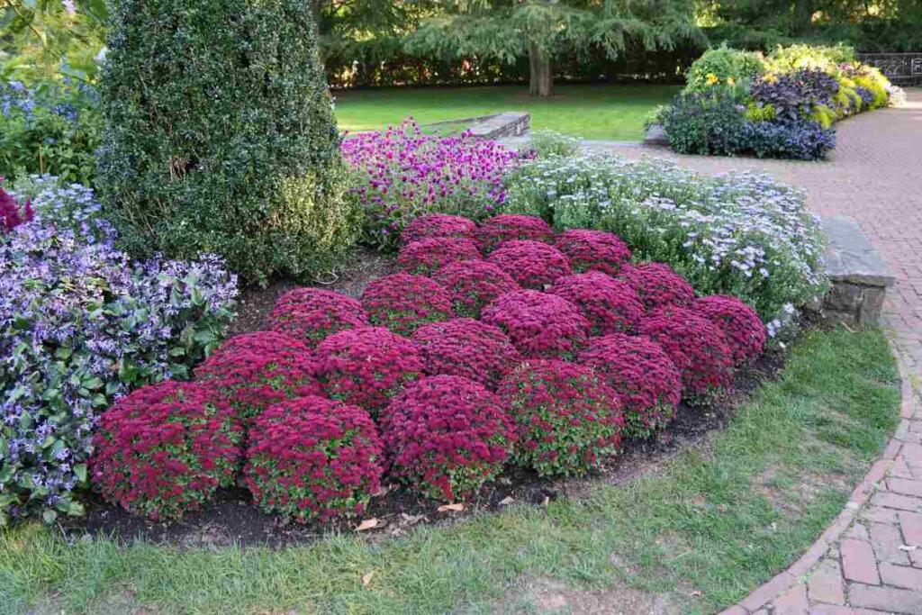 Choosing mums for the fall garden