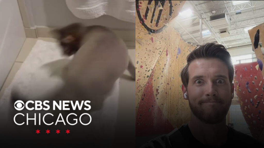 Dizzy cat, Shane hits the wall | What Caught My Eye