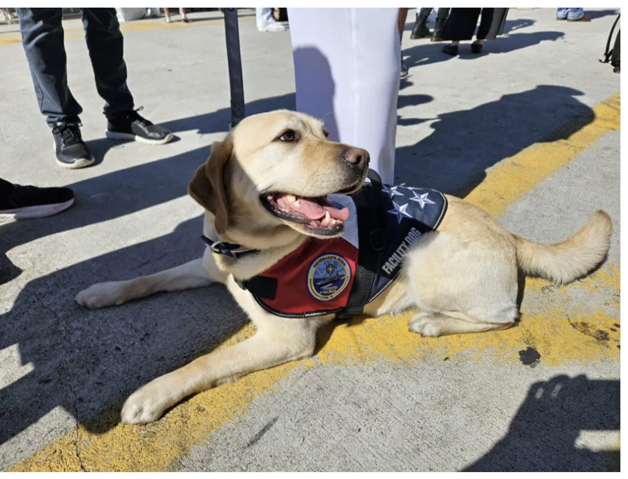 Norfolk-Based dog nominated for national Hero Dog Award