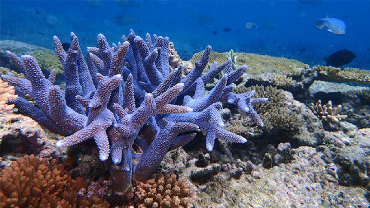 Hawaii rescued rare coral after wild colonies vanished, then returned it to reef