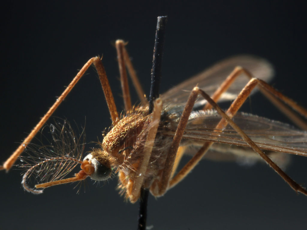 West Nile virus found in more DeKalb County mosquito traps