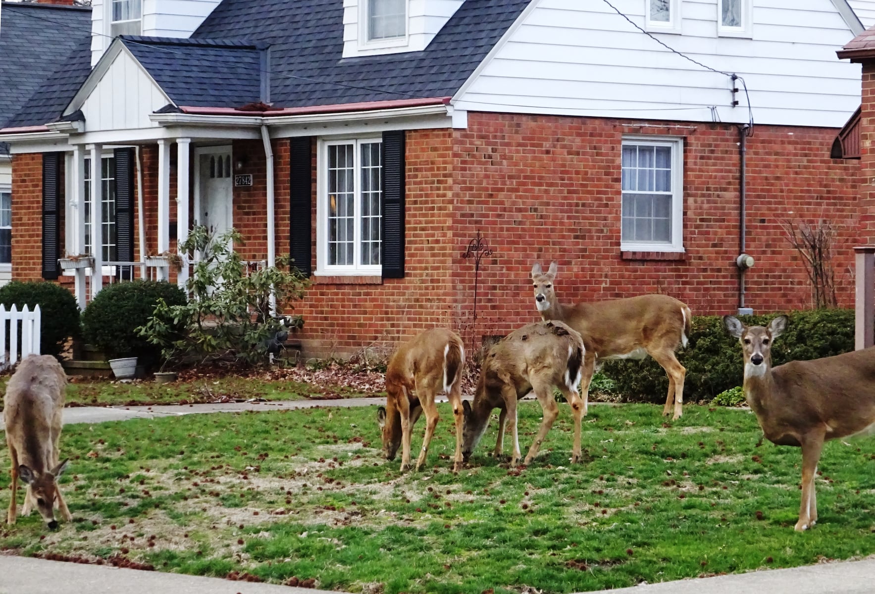 Bay Village City Council votes to award contract for annual deer management program