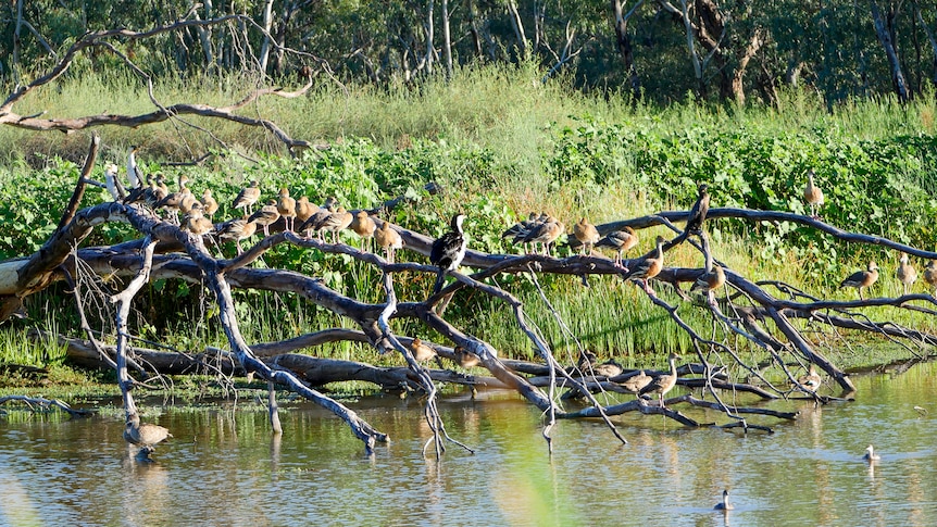 Feral pig problem raises bird flu fears in famous wetlands