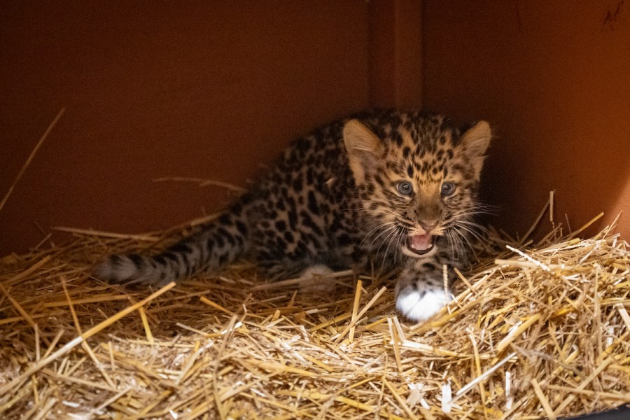 Rare leopard cub at Cleveland Metroparks Zoo needs a name