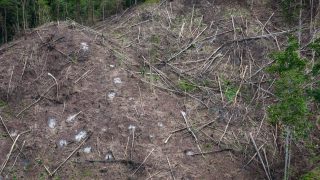 Japan’s biomass energy boom threatens further deforestation in Indonesia