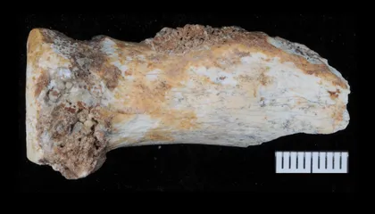Scientists Find a Trove of Denisovan Fossils and Tools in Southwest China, Giving an Unprecedented Glimpse Into Our Extinct Cousins' Lives