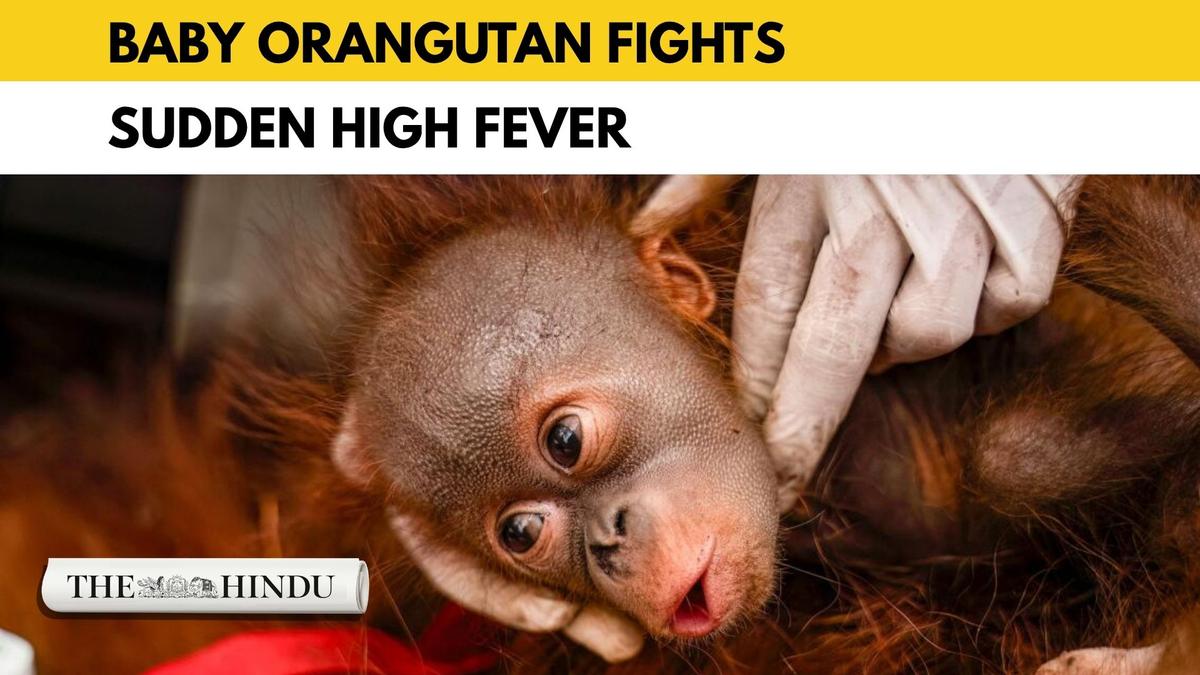 Watch: Orangutan fever: Rescued baby at Odisha zoo falls ill under quarantine