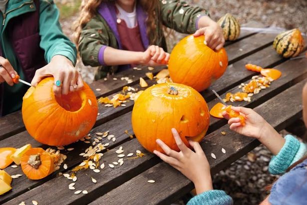 Parents warned Halloween pumpkins could be too small to carve this year after drought wreaks havoc