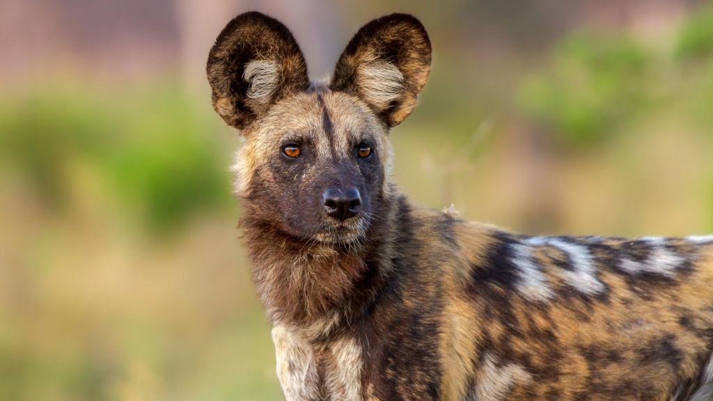 Wild dogs record 2,500-mile trek across Africa in search of a mate