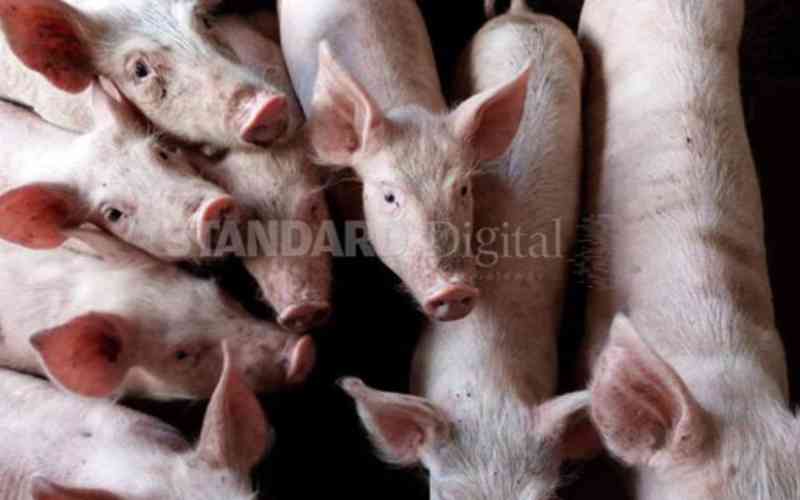 Farmers count losses as Swine Flu outbreak kills pigs in seven counties