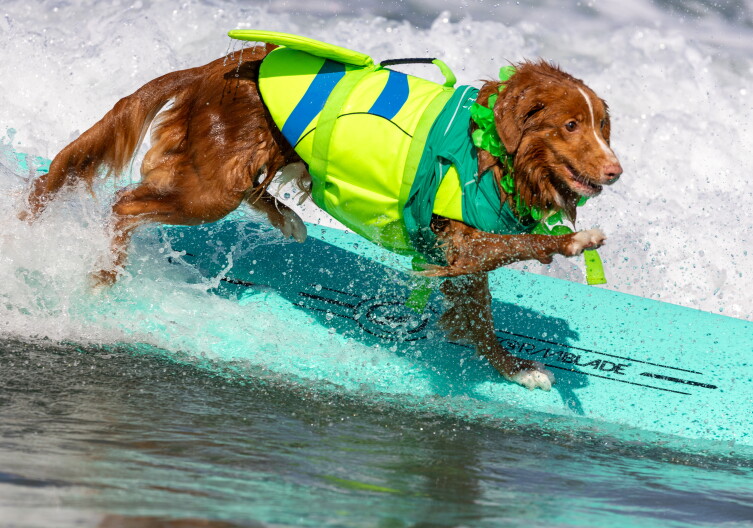 Hang 10: Annual Surf Dog Surf-A-Thon returns to Del Mar Dog Beach