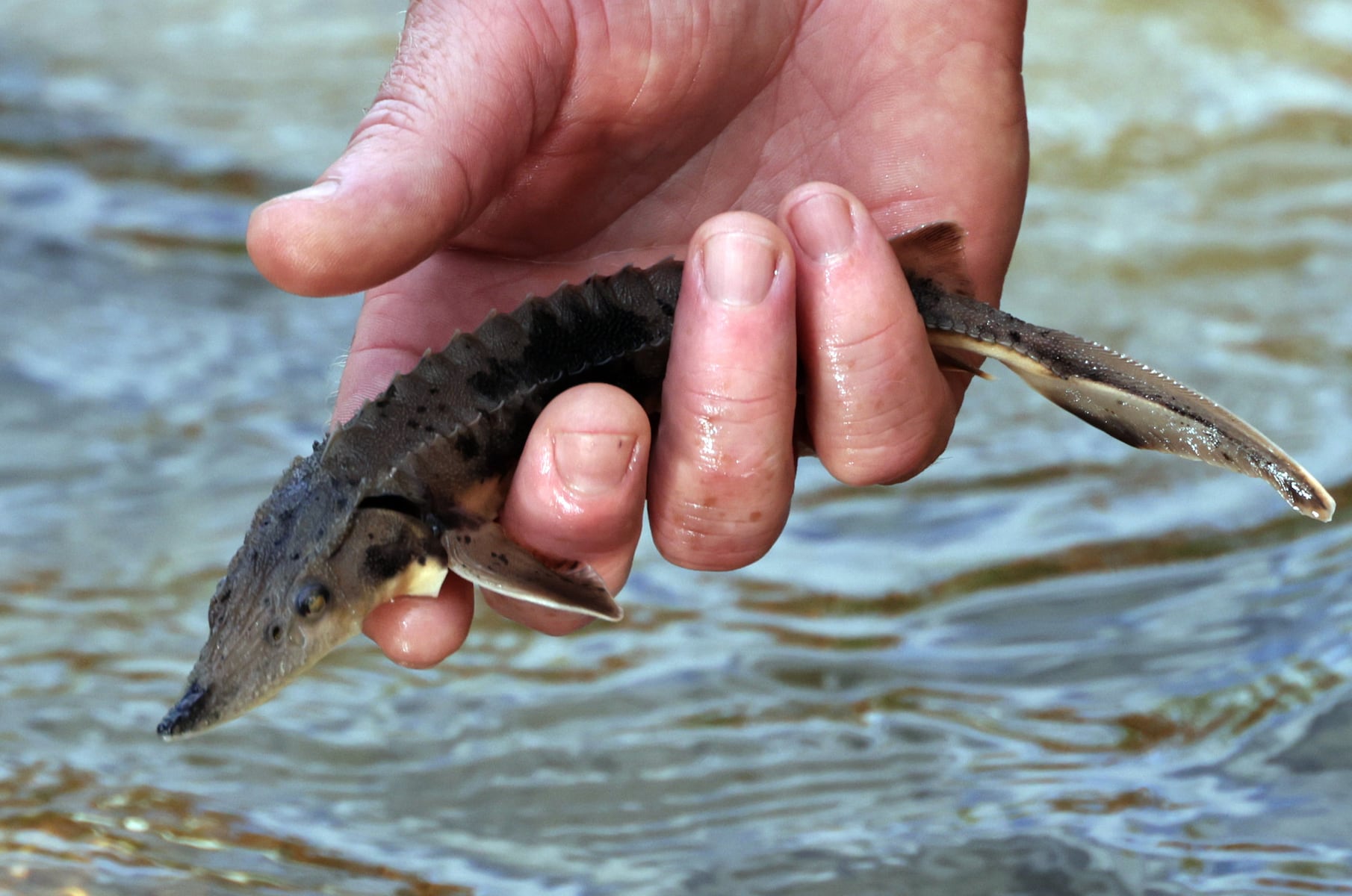 Restoring sturgeon to the Cuyahoga River: Round 2