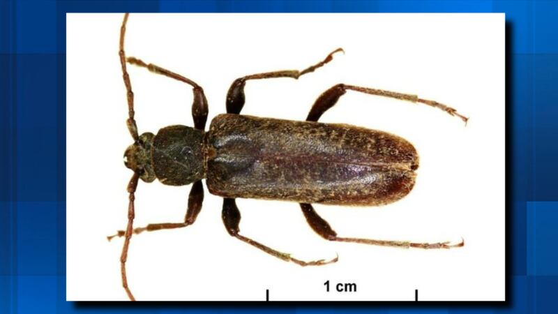 Invasive wood-boring beetle spreads across Oregon