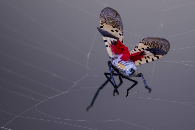 Spotted lanternfly is here to stay, Mass. officials say