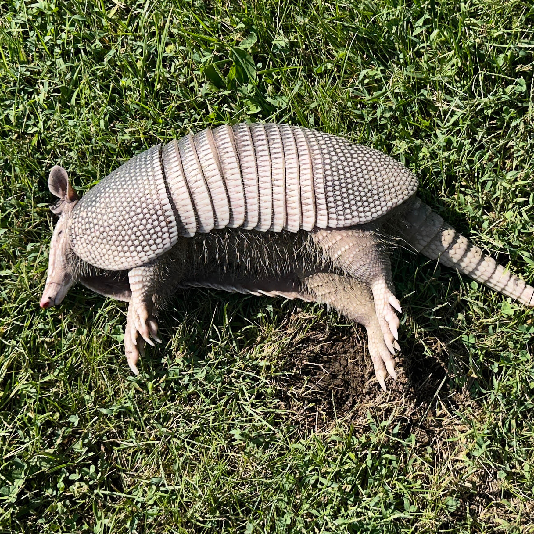An Armadillo Arrives in … Ohio?