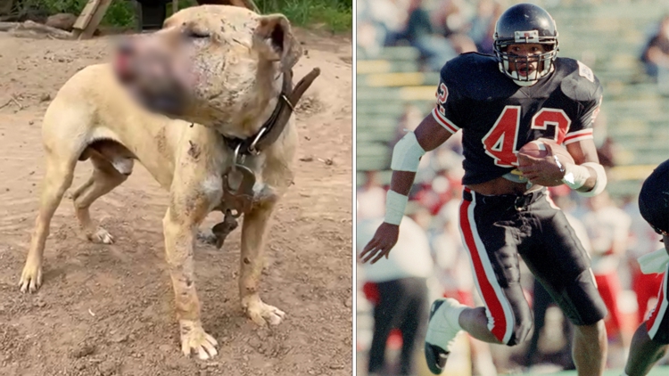 Former NFL player convicted after 190 dogs seized from his property in large-scale dog-fighting operation