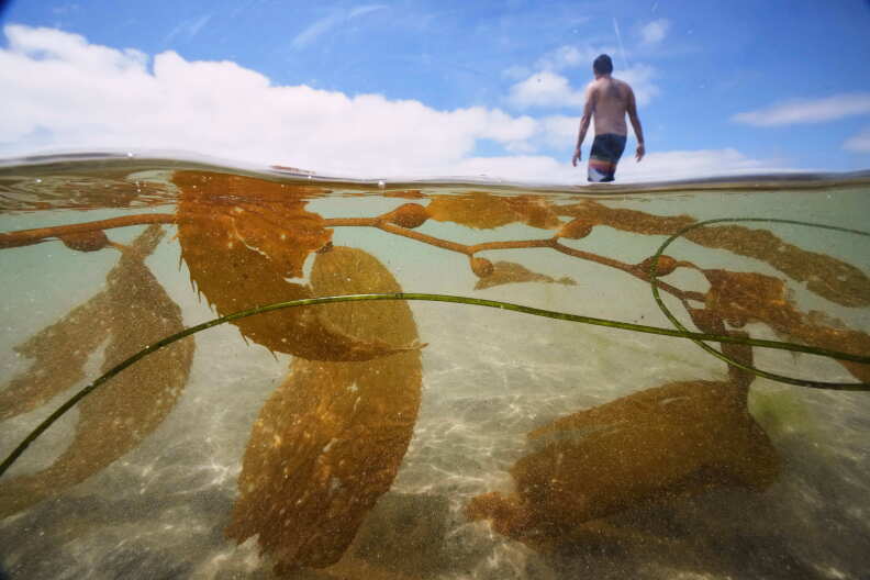 California greenlights massive kelp farm off southern coast