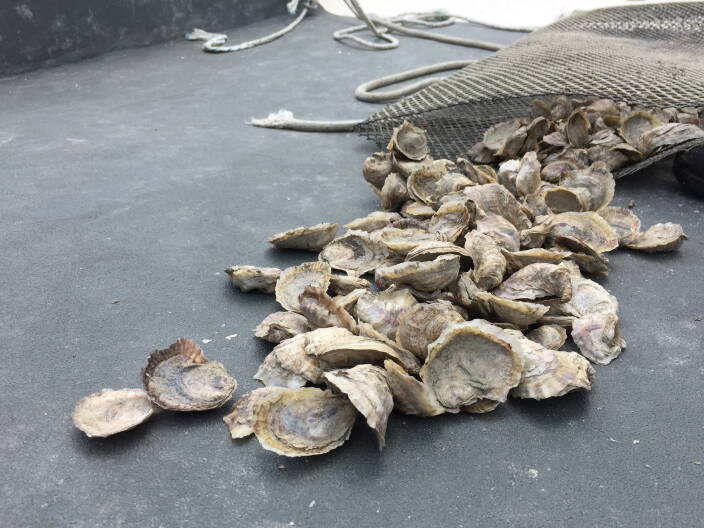 Mass. hands out $300K to shellfish harvesters hurt this summer by sewage overflow