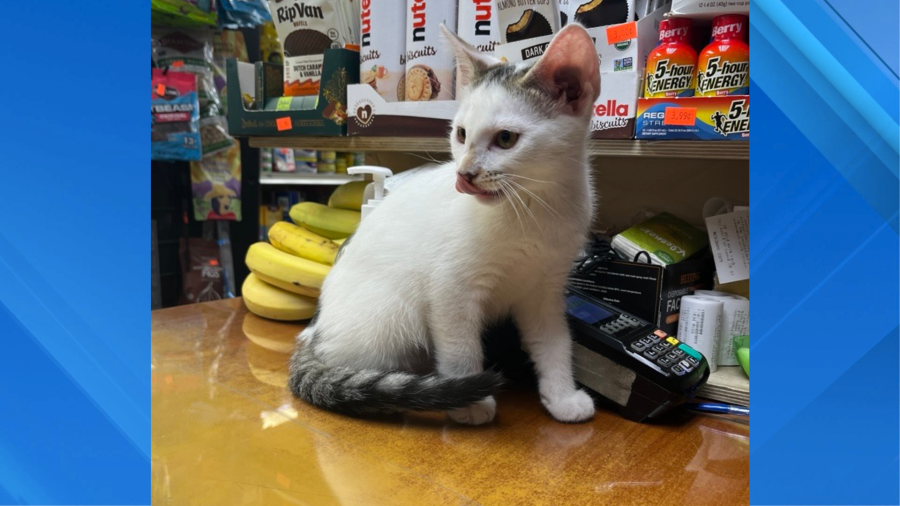 Woman vows to return stolen bodega cat to Brooklyn owner: 'I feel relieved'