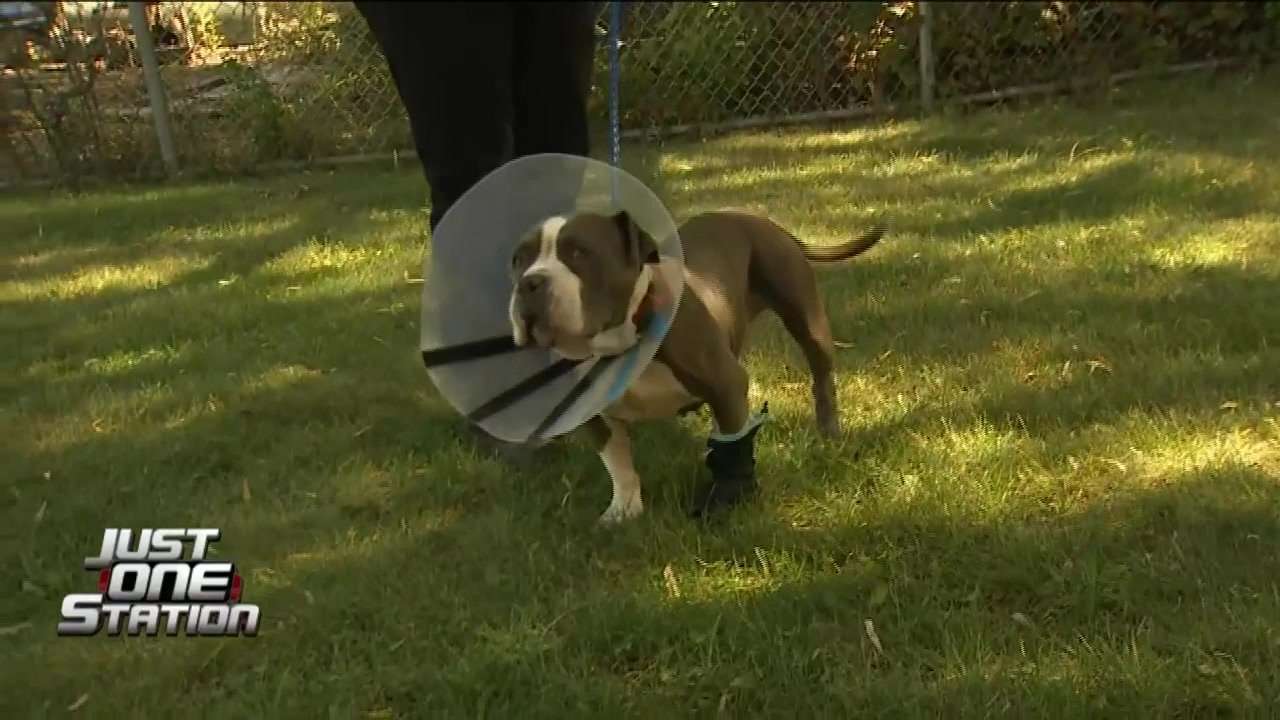 JUST ONE STATION: Man appears in court, accused of dragging dog outside of his truck by the leash in Framingham