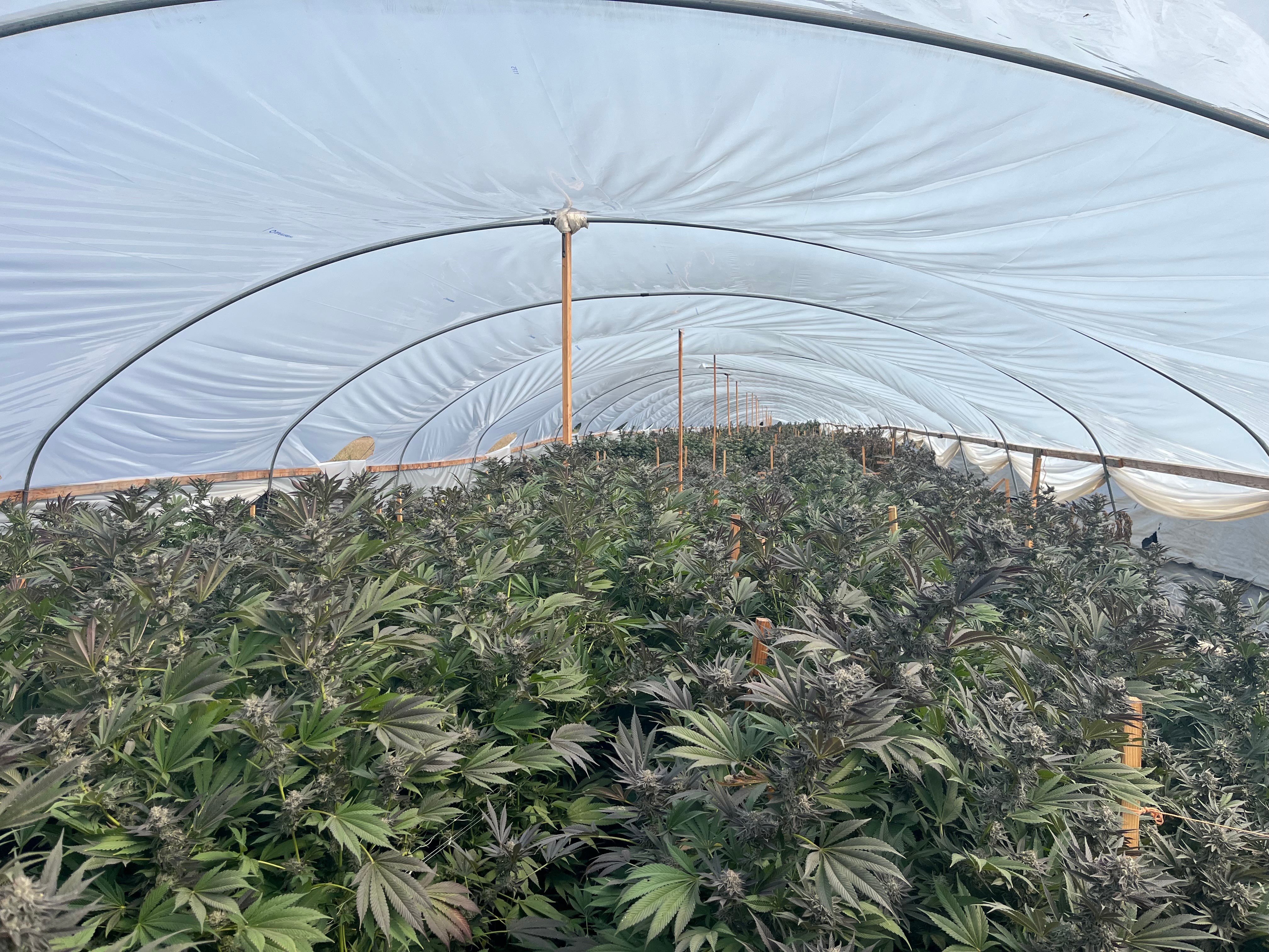 Dozens of trafficking victims rescued from sweltering illegal weed farms in Oregon: cops
