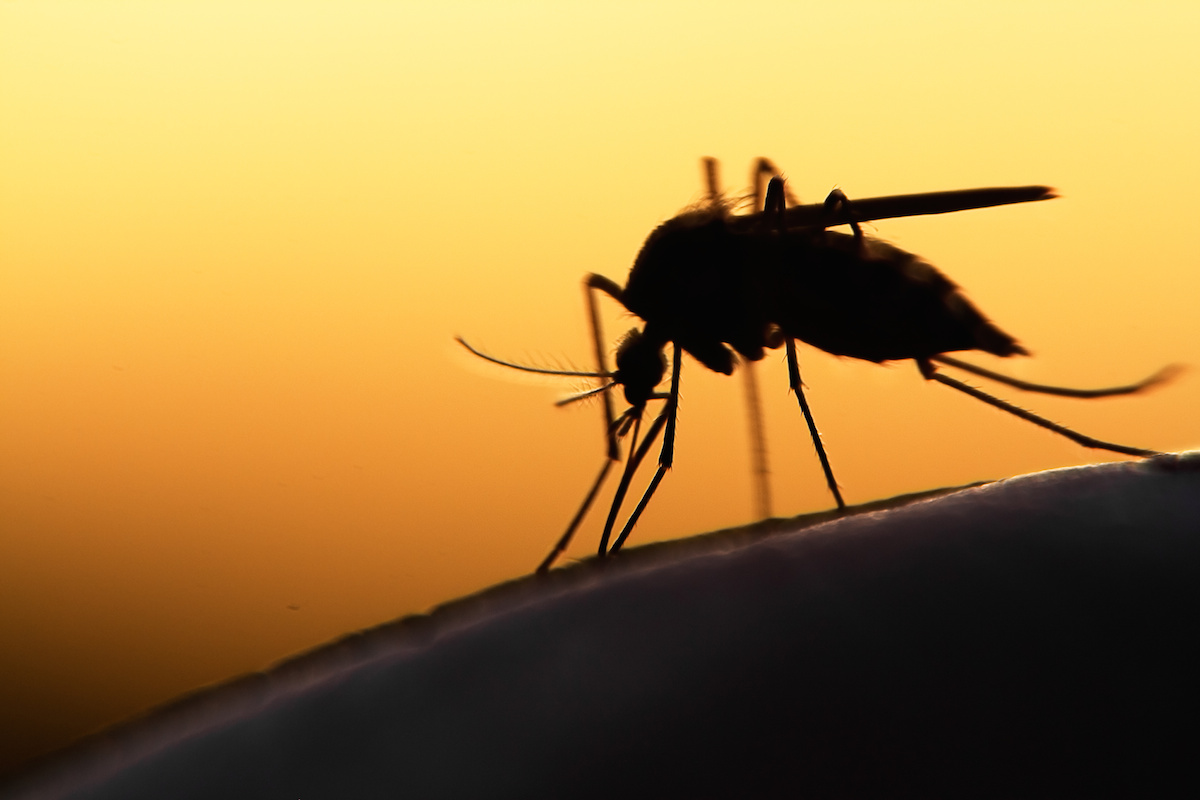 Frisco records 12th mosquito pool positive for West Nile virus
