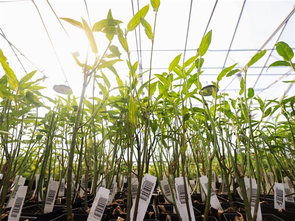 Fall native plant sale in Whitehouse set