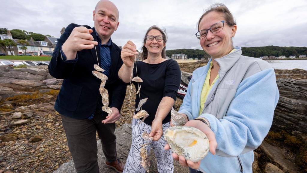 Lost oyster beds rediscovered thanks to Gaelic and Scots language