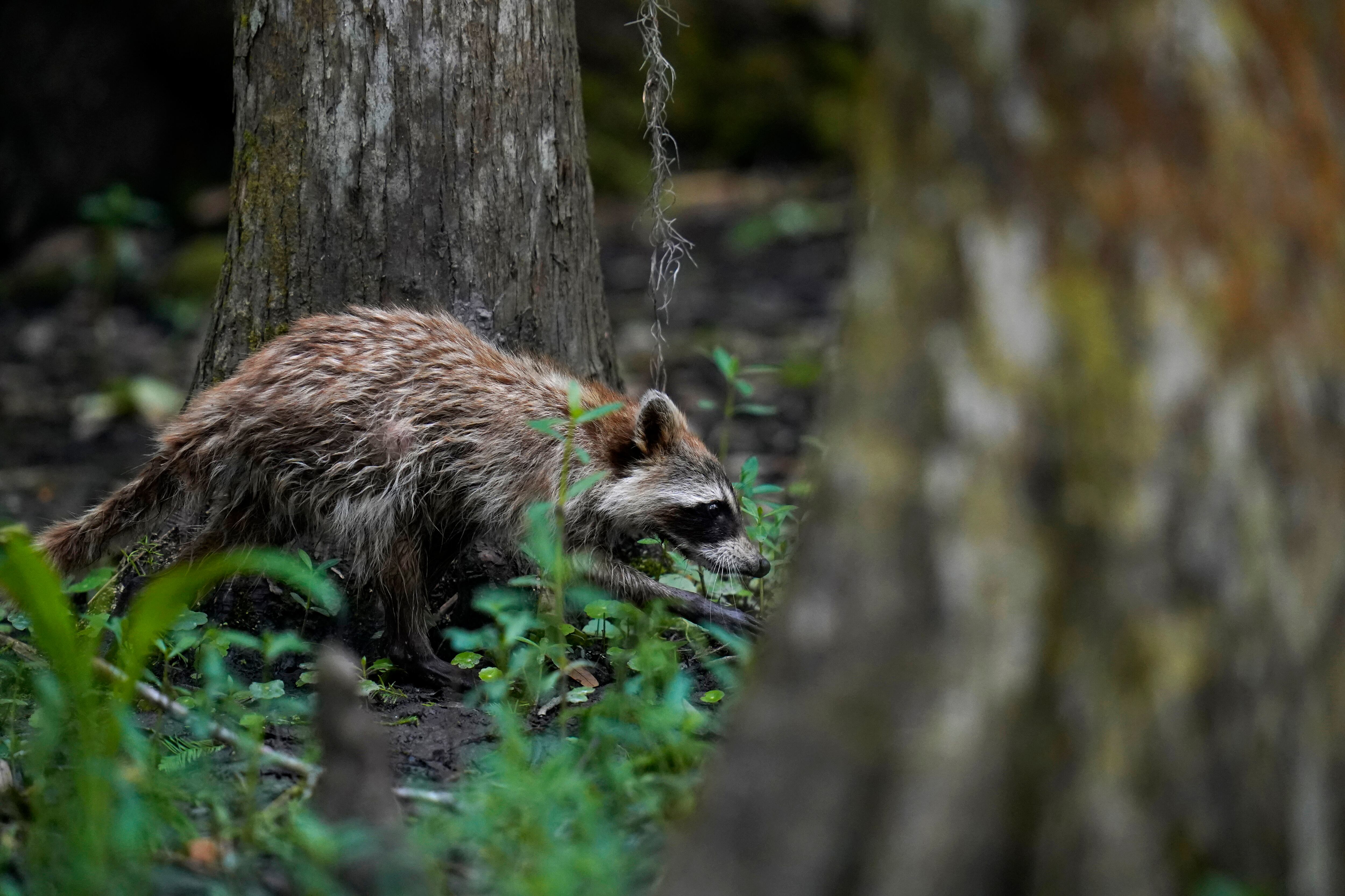 Prince George’s County health officials warn of possible rabies exposure