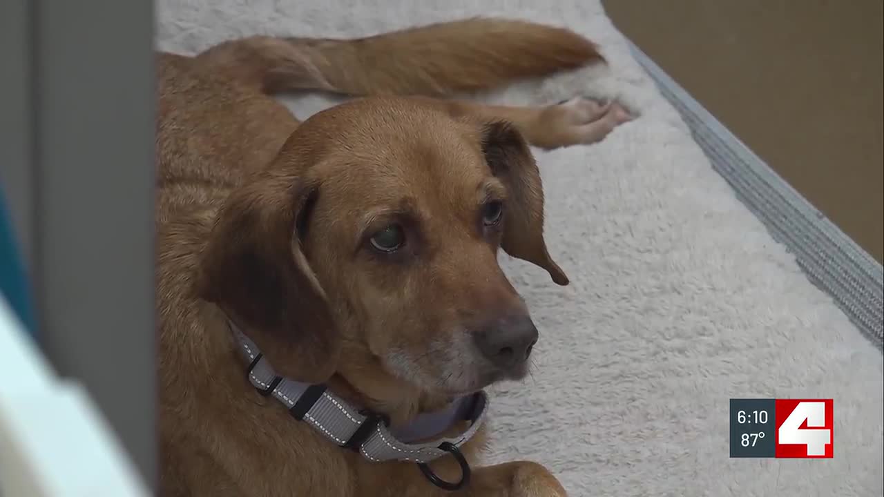 St. Charles County plans to open second pet adoption center